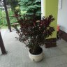 IMG_20200620_124653.jpg