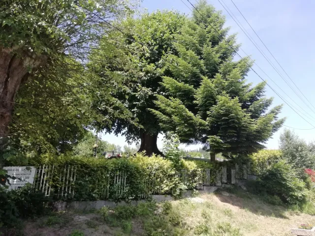 IMG_20190618_112050.jpg