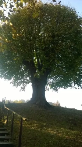WP_20181008_16_15_27_Pro.jpg